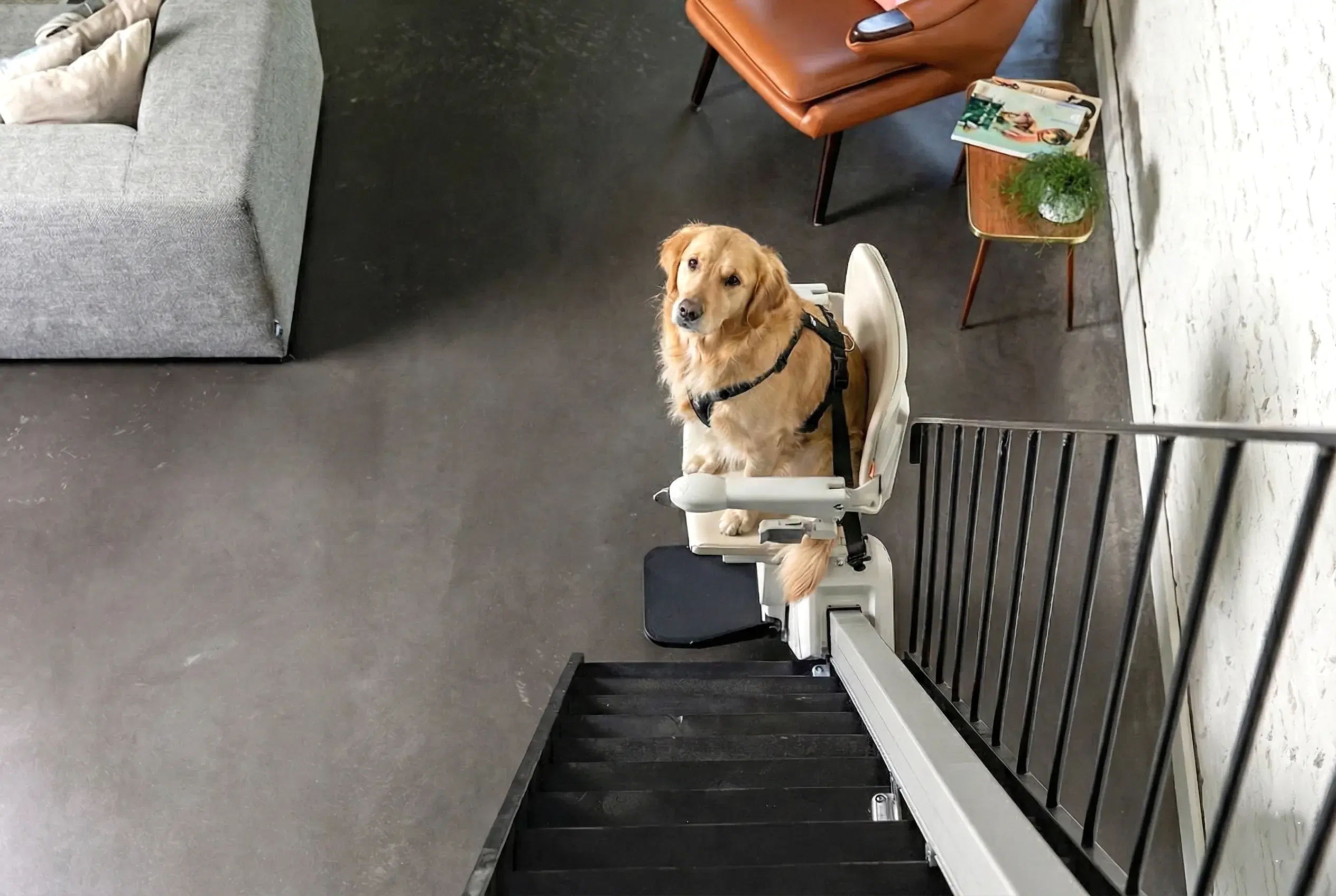 Köpekler İçin Engelli Asansörü